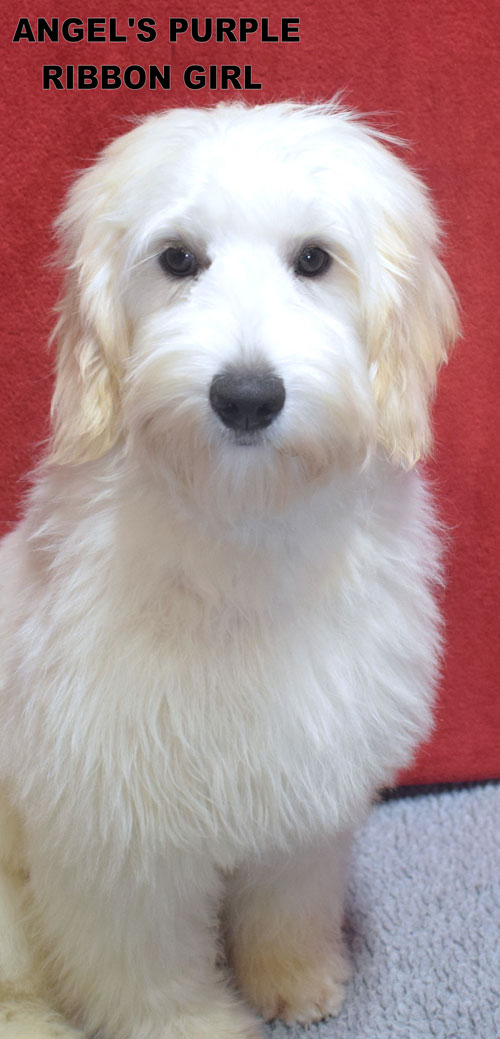 australian labradoodle